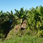 another banana plantation, you can clearly see the ditches for irrigation